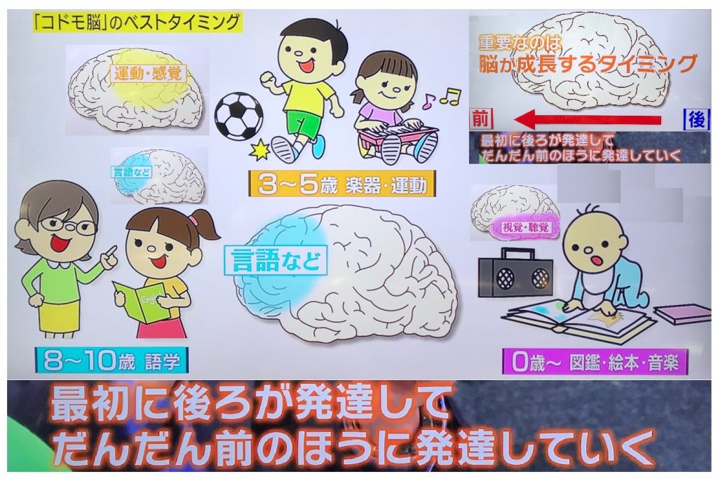 子供脳の発達